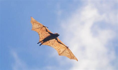 megabagets|Megabats: 6 Largest Bats Species In The World .